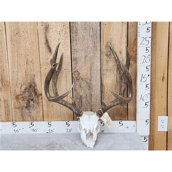 Heavy Mass 6x5 Mule Deer Antlers On Skull