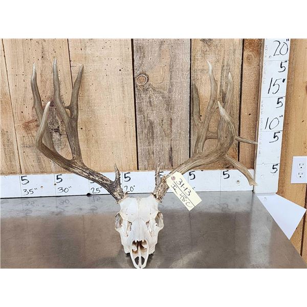 Big Nontypical Mule Deer Antlers On Skull