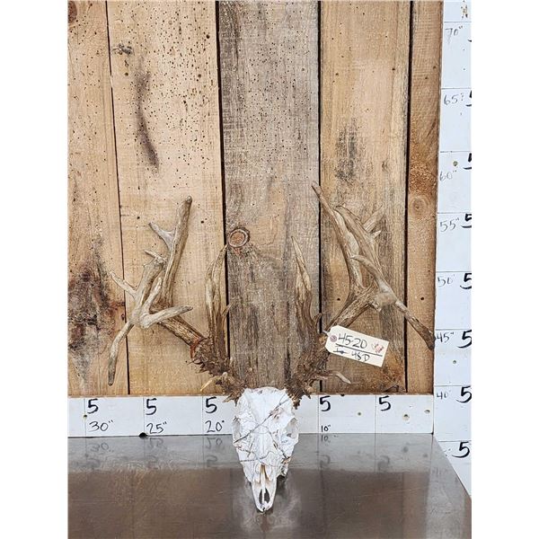 200 Class Whitetail Antlers On Skull