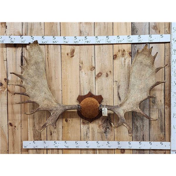 66" Wide Moose Antlers On Plaque
