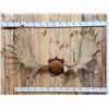 Image 1 : 66" Wide Moose Antlers On Plaque