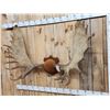 Image 2 : 66" Wide Moose Antlers On Plaque