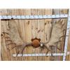 Image 4 : 66" Wide Moose Antlers On Plaque