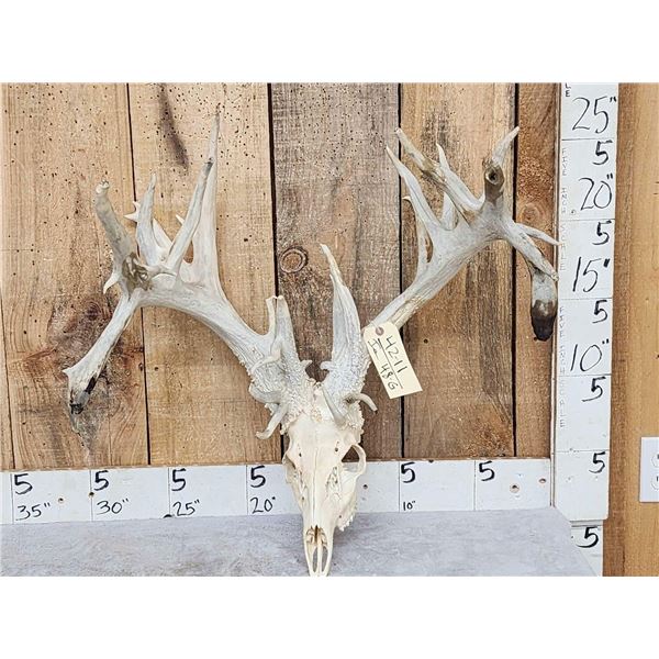RARE 240 Class Shared Pedicle Whitetail Antlers On Skull