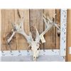 Image 1 : RARE 240 Class Shared Pedicle Whitetail Antlers On Skull