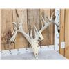 Image 2 : RARE 240 Class Shared Pedicle Whitetail Antlers On Skull