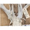 Image 3 : RARE 240 Class Shared Pedicle Whitetail Antlers On Skull