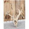 Image 4 : RARE 240 Class Shared Pedicle Whitetail Antlers On Skull