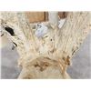Image 5 : RARE 240 Class Shared Pedicle Whitetail Antlers On Skull