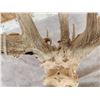 Image 6 : RARE 240 Class Shared Pedicle Whitetail Antlers On Skull