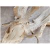 Image 7 : RARE 240 Class Shared Pedicle Whitetail Antlers On Skull