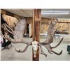 Image 11 : Monster Double Main Beam Moose Antlers On Skull