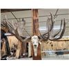 Image 12 : Monster Double Main Beam Moose Antlers On Skull