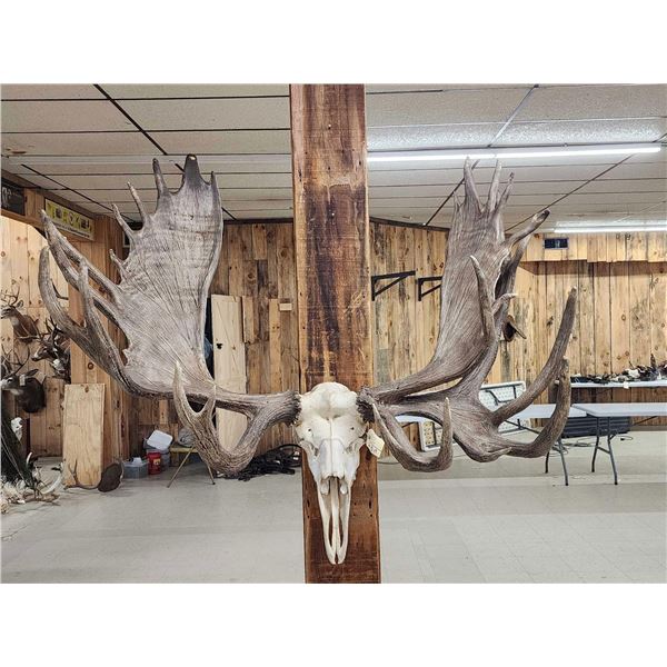 Monster Double Main Beam Moose Antlers On Skull