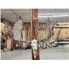 Image 1 : Monster Double Main Beam Moose Antlers On Skull