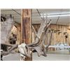 Image 2 : Monster Double Main Beam Moose Antlers On Skull