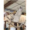 Image 3 : Monster Double Main Beam Moose Antlers On Skull
