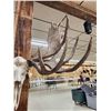 Image 4 : Monster Double Main Beam Moose Antlers On Skull