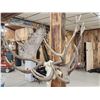 Image 5 : Monster Double Main Beam Moose Antlers On Skull