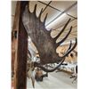 Image 7 : Monster Double Main Beam Moose Antlers On Skull