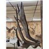 Image 8 : Monster Double Main Beam Moose Antlers On Skull
