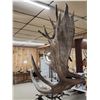 Image 9 : Monster Double Main Beam Moose Antlers On Skull