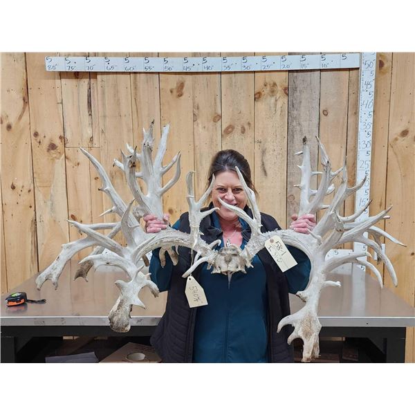 MONSTER 500 Class Whitetail Antlers On Skull Plate