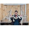 Image 1 : MONSTER 500 Class Whitetail Antlers On Skull Plate