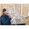 Image 3 : MONSTER 500 Class Whitetail Antlers On Skull Plate