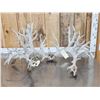 Image 4 : MONSTER 500 Class Whitetail Antlers On Skull Plate