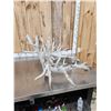 Image 5 : MONSTER 500 Class Whitetail Antlers On Skull Plate