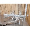 Image 6 : MONSTER 500 Class Whitetail Antlers On Skull Plate