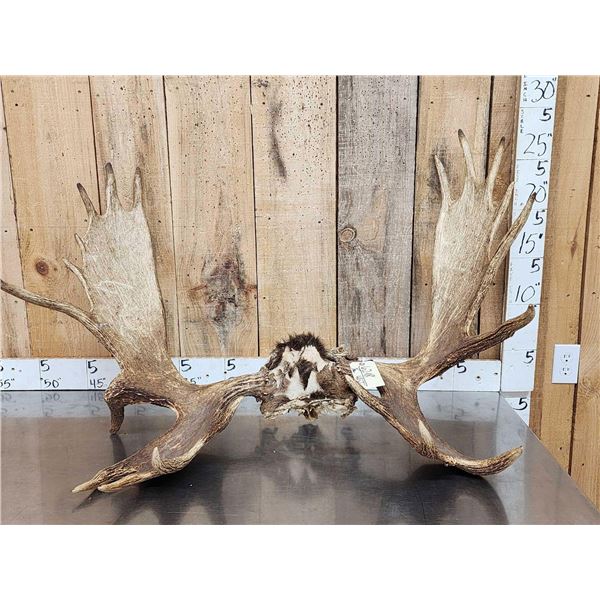 42" Wide Moose Antlers On Skull Plate