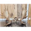 Image 1 : 42" Wide Moose Antlers On Skull Plate