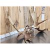 Image 2 : 42" Wide Moose Antlers On Skull Plate