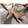 Image 3 : 42" Wide Moose Antlers On Skull Plate