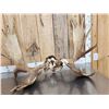 Image 4 : 42" Wide Moose Antlers On Skull Plate