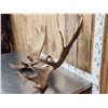 Image 5 : 42" Wide Moose Antlers On Skull Plate