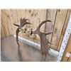 Image 7 : 42" Wide Moose Antlers On Skull Plate