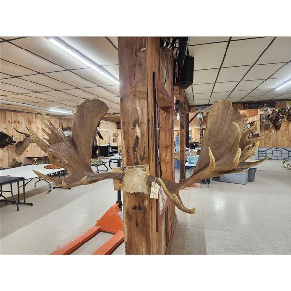 Impressive 71" Wide Record Book Reproduction Moose Antlers On Skull Plate