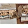 Image 5 : Impressive 71" Wide Record Book Reproduction Moose Antlers On Skull Plate