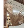 Image 6 : Impressive 71" Wide Record Book Reproduction Moose Antlers On Skull Plate