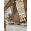 Image 7 : Impressive 71" Wide Record Book Reproduction Moose Antlers On Skull Plate