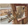 Image 8 : Impressive 71" Wide Record Book Reproduction Moose Antlers On Skull Plate