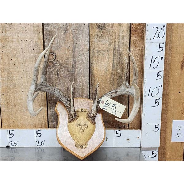 5x5 Whitetail Antlers On Plaque