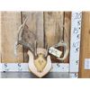 Image 1 : 5x5 Whitetail Antlers On Plaque