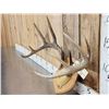 Image 2 : 5x5 Whitetail Antlers On Plaque