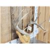 Image 3 : 5x5 Whitetail Antlers On Plaque