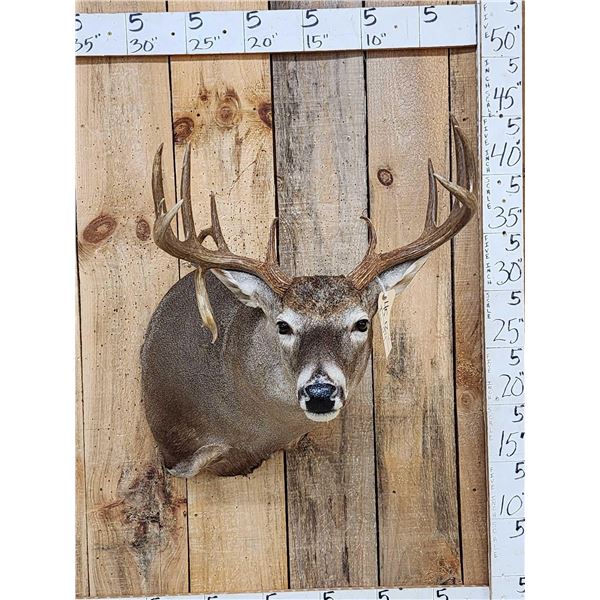 Nice 6x5 Whitetail Shoulder Mount Taxidermy