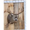 Image 1 : Nice 6x5 Whitetail Shoulder Mount Taxidermy